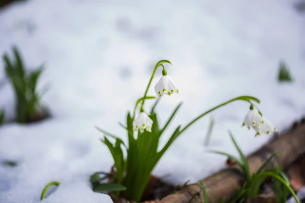 Nahaufnahme Von Erstaunlichen Bunten Blühenden Blume — Stockfoto