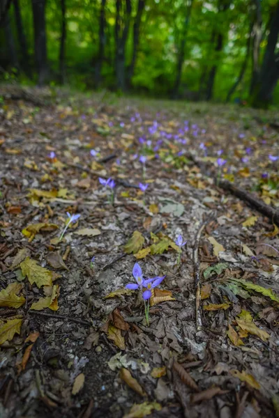 Nahaufnahme Von Erstaunlich Bunt Blühenden Blumen Auf Der Waldwiese — Stockfoto