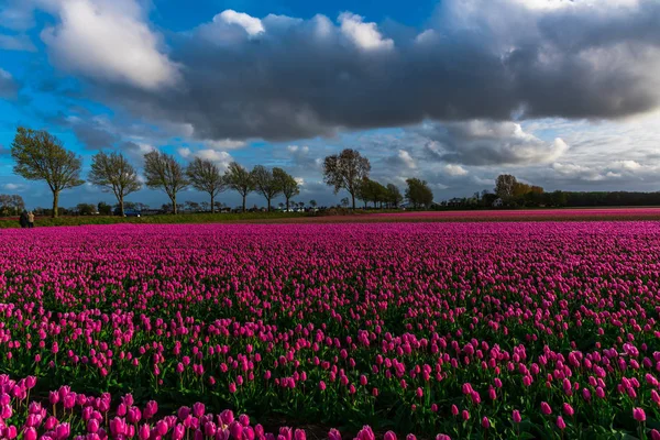 Malerischer Blick Auf Rosa Tulpen Blühendes Feld Mit Grünen Bäumen — Stockfoto