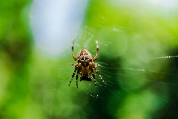 Toile Araignée Magique Avec Araignée Sur Fond Flou — Photo