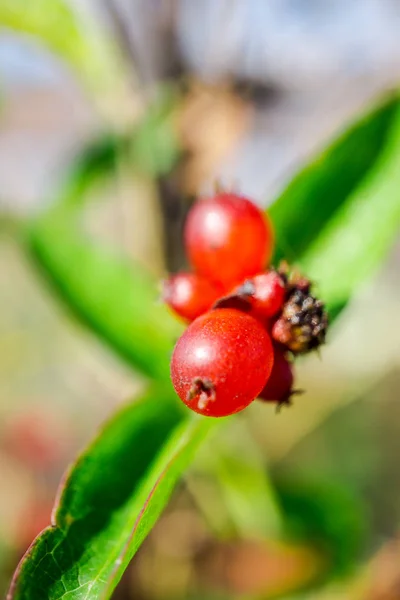 Wild Fruits Close — Stock Photo, Image