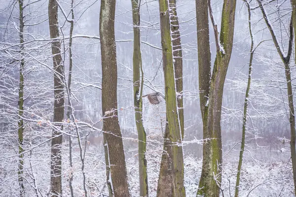 Árboles Desnudos Cubiertos Nieve Ramas Bosque Invernal — Foto de Stock