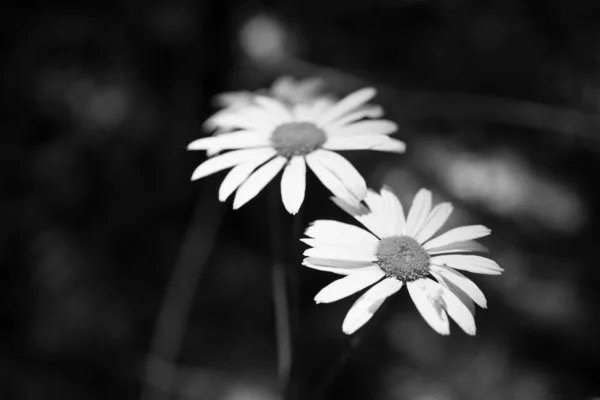 Gros Plan Fleurs Florissantes Colorées Étonnantes — Photo