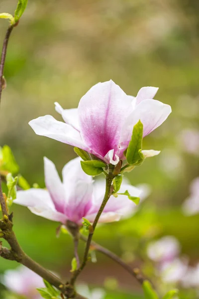 Gros Plan Des Fleurs Florissantes Tendres Étonnantes — Photo