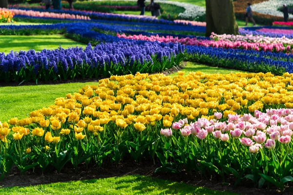 Nahaufnahme Von Erstaunlichen Bunten Blühenden Blumen — Stockfoto