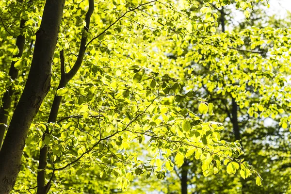 Atemberaubende Aussicht Auf Die Natur Mit Grünen Bäumen — Stockfoto