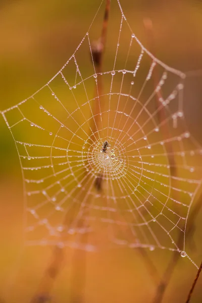 Teia Aranha Mágica Fundo Turvo — Fotografia de Stock