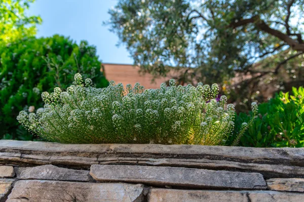 Gros Plan Fleurs Florissantes Colorées Étonnantes — Photo