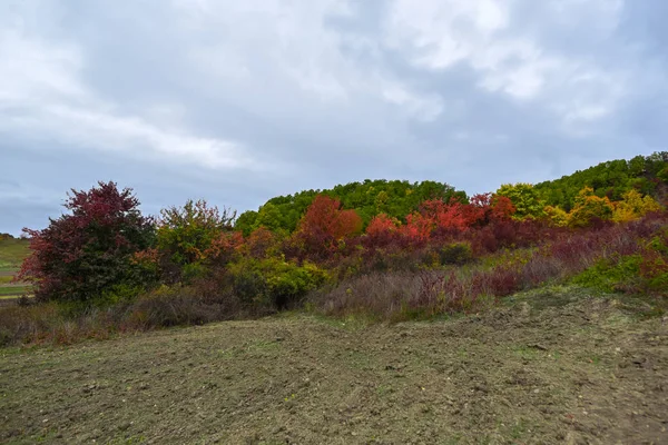 Natura Incredibile Con Alberi Colorati Intorno — Foto Stock