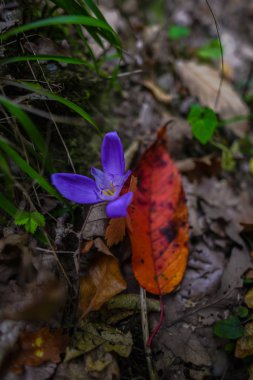 Küçük mor çiçek açan kır çiçeği ve sonbahar yaprak atış kapatın