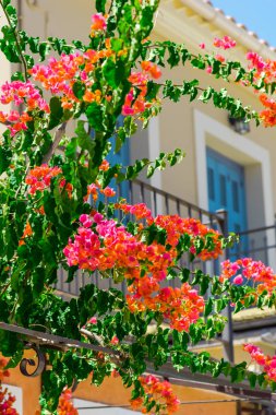 pembe çiçek açan ağaç ev balkon tarafından