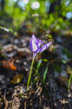 Küçük mor çiçek açan kır çiçeği atış kapatmak