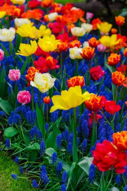 İnanılmaz renkli çiçek açan çiçekler yakın çekim 