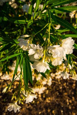 İnanılmaz renkli çiçek açan çiçekler yakın çekim 