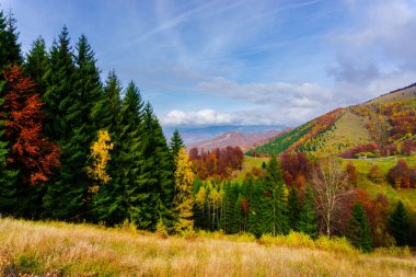 Ağaçlar ve bulutlu gökyüzü arka plan şaşırtıcı doğa manzaralı