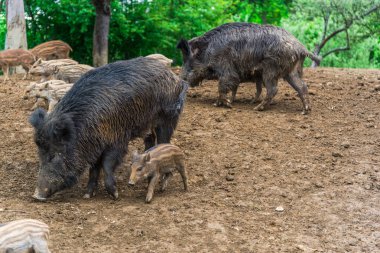Komik küçük domuzu orman çayır üzerinde