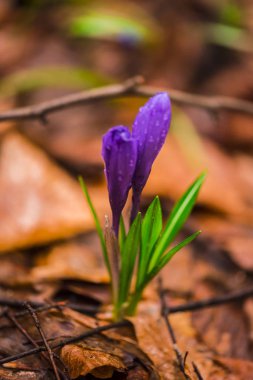Orman katta erken ilkbaharda büyüyen vahşi bahar çiçek
