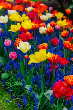 İnanılmaz renkli çiçek açan çiçekler yakın çekim 