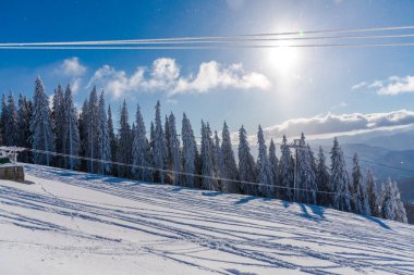 Çam ağaçları ve bulutlu gökyüzü arka plan şaşırtıcı doğa manzaralı