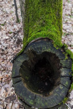 Sonbahar Ormanı çayırında yeşil yosun ile kaplı eski ağaç