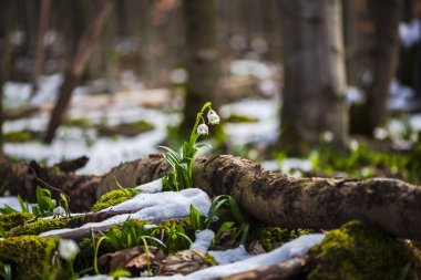 İnanılmaz renkli çiçek açan kardelen çiçekler yakın