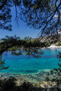 ağaç dalları ile göl suyu görünümü  