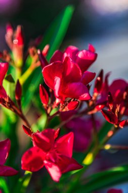 pembe çiçek açan çiçekler atış kapatmak