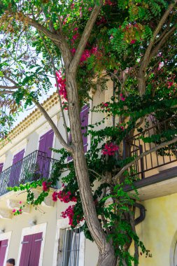 pembe çiçek açan ağaç ev balkon tarafından