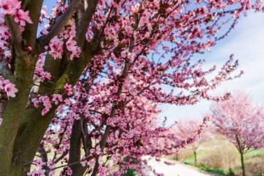 Bahar sabahı kiraz kır çiçekleri