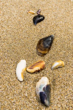 Kuzey Denizi 'nde sahilde mermiler