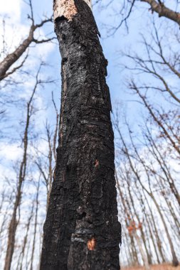 Orman çayır üzerinde şaşırtıcı doğa görünümü