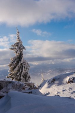 Çam ağaçları ve bulutlu gökyüzü arka plan şaşırtıcı doğa manzaralı