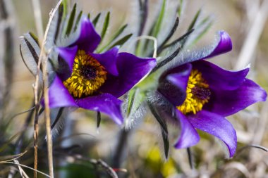 Şaşırtıcı ihale çiçek açan çiçekler yakın çekim