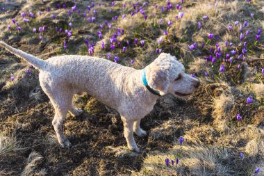 Sevimli beyaz köpek yavrusu orman çayır üzerinde