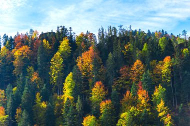 Şaşırtıcı doğa renkli ağaçlar ile