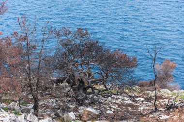 yaz doğa manzaralı 