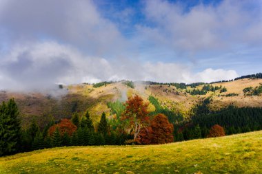 Ağaçlar ve bulutlu gökyüzü arka plan şaşırtıcı doğa manzaralı