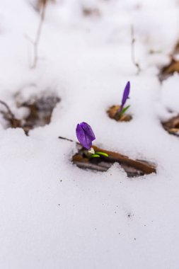 Karla kaplı orman zeminine erken ilkbaharda büyüyen vahşi bitkisi çiçeği.