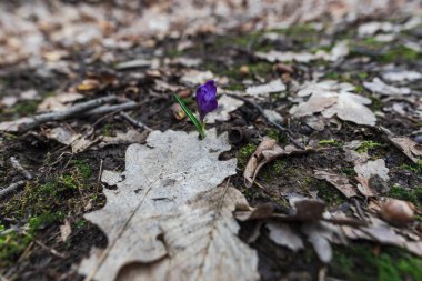 İnanılmaz renkli kış çiçek açan çiçek yakın çekim