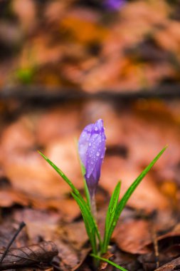 Orman katta erken ilkbaharda büyüyen vahşi bahar çiçek