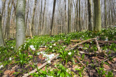 İnanılmaz renkli çiçek açan çiçekler yakın çekim