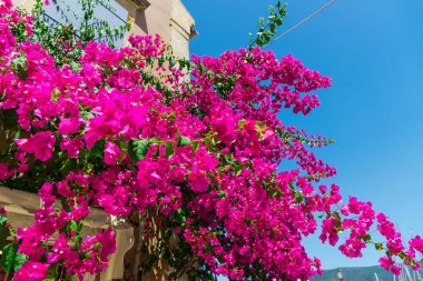 yemyeşil pembe çiçek açan çiçekler atış kapatmak