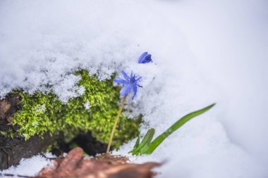 Karla kaplı orman zeminine erken ilkbaharda büyüyen vahşi çiğdem çiçek