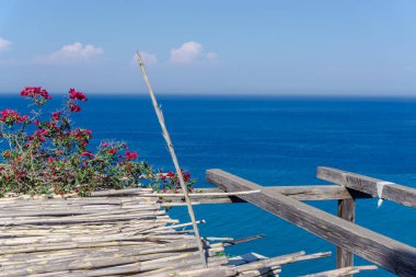 Okyanus görünümü arka planda sevimli çiçekler