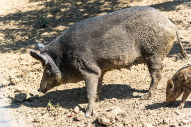 Komik küçük domuzu orman çayır üzerinde