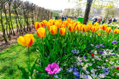 İnanılmaz renkli çiçek açan çiçekler yakın çekim 