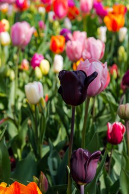 İnanılmaz renkli çiçek açan çiçekler yakın çekim