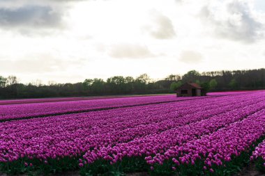 Pembe lale çiçek bulutlu gökyüzü altında alan doğal görünümünü