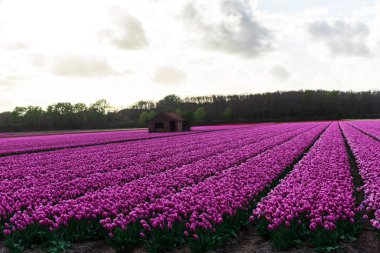 Pembe lale çiçek bulutlu gökyüzü altında alan doğal görünümünü