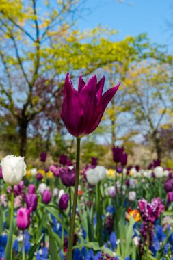 İnanılmaz renkli çiçek açan çiçekler yakın çekim
